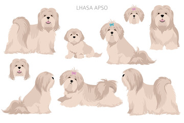 Lhasa Apso clipart. Different poses, coat colors set
