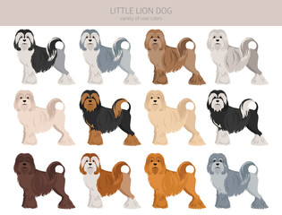 Little Lion dog clipart. Different poses, coat colors set - obrazy, fototapety, plakaty