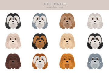 Little Lion dog clipart. Different poses, coat colors set