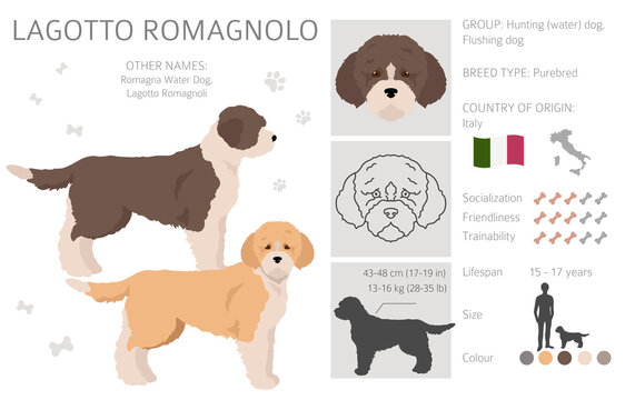 Lagotto Romagnolo clipart. Different poses, coat colors set
