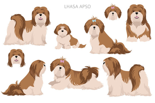 Lhasa Apso clipart. Different poses, coat colors set