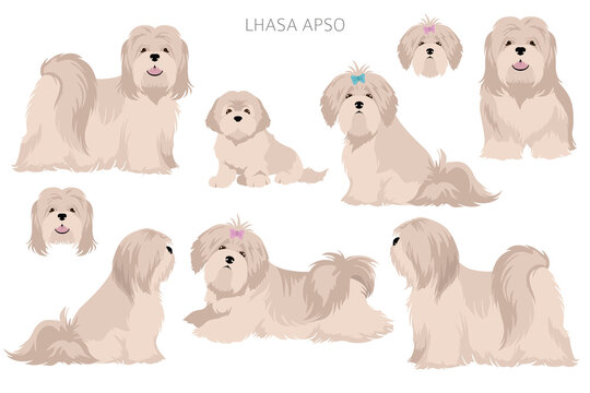 Lhasa Apso clipart. Different poses, coat colors set