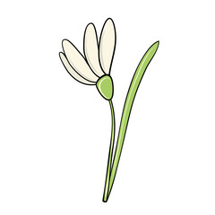 first white spring snowdrop flower hand drawn in cartoon style for card design