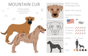 Mountain Cur clipart. Different poses, coat colors set