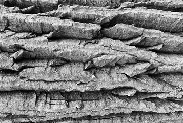 tree bark