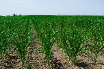 Young green sprouts of maize plant cultivated in field. Concept of agriculture and the cultivation of food and animal feed.