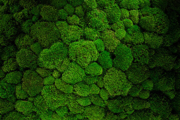 top view green moss for background texture close up. - obrazy, fototapety, plakaty
