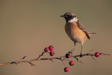 Male Common stonechat (Saxicola rubicola) Abruzzo, Italy