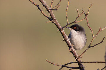 A male Sardinian warbler (Sylvia melanocephala)
