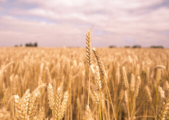 Fototapeta premium field of wheat