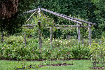 trees in the park