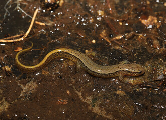 Obraz na płótnie Canvas northern two lined salamander (Eurycea bislineata) from northeast Ohio. 
