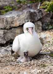 Closeup of Nazca booby parent with open beak and baby seated on ground
