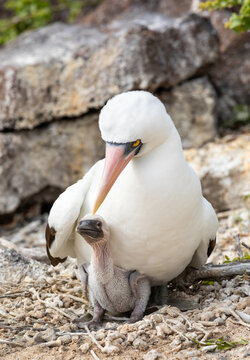 Closeup Of Nazca Booby Parent And Newborn Baby Bird Seated On Ground 