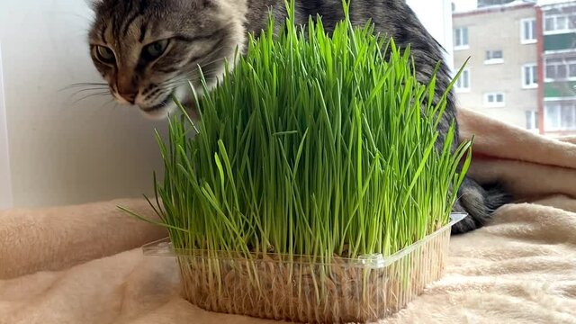 cat gray striped kurilian bobtail eating green grass sprouted oats sitting on the windowsill. healthy cat food. 