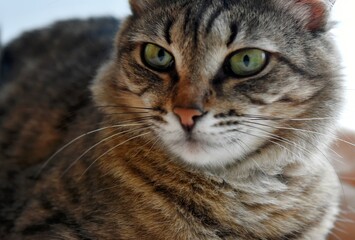 Naklejka na ściany i meble gray striped kurilian bobtail cat with green eyes licks its lips while sitting on the windowsill on a blanket. cosiness concept