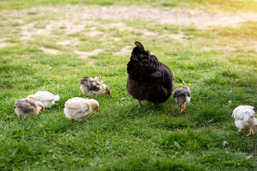 Broody hen teaches the young chicks to get food. Domestic poultry