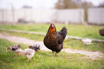 Broody hen with her few weeks old chicks in yard. Life of domestic chickens in coop