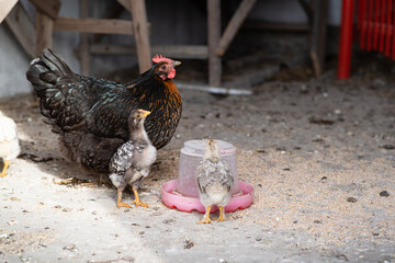 Broody hen with chickens drinks water from a drinking bowl. Little chicks with mother chicken. Domestic poultry