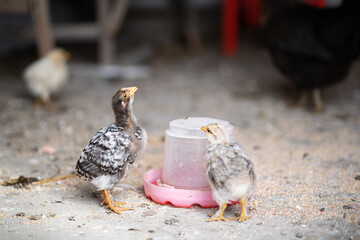 Chickens drink water from a drinking bowl. Life of domestic chickens in coop