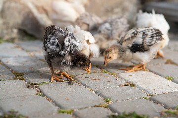 Little chicks with mother chicken. Life of domestic poultry