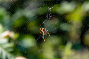spider on web