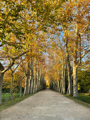 Naklejka premium autumn in the park