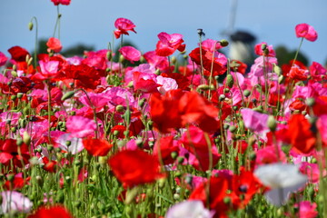 Obraz premium Beautiful Dutch poppy field