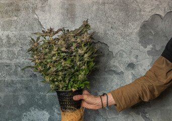 Hand with pot of marijuana ripened flower on old wall background