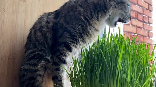 cat gray striped kurilian bobtail eating green grass sprouted oats sitting on the windowsill. healthy cat food. 