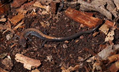 Redback salamander (Plethodon cinereus) from Ohio.  This is a lungless salamander in the family Plethodontidae.  They are entirely terrestrial and lack an aquatic life stage.
