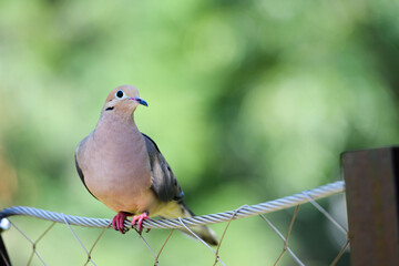Mourning dove on a fence with green background