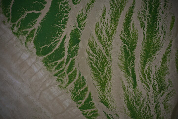 aerial view of green algae