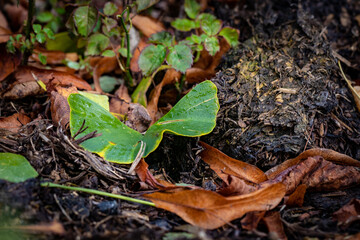 autumn leaves