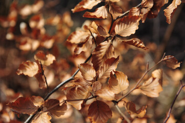 Brown faded leaves in forest in sunshine.  Many small leaves filling the frame.