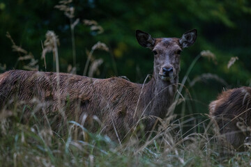 Deer hiding in grass