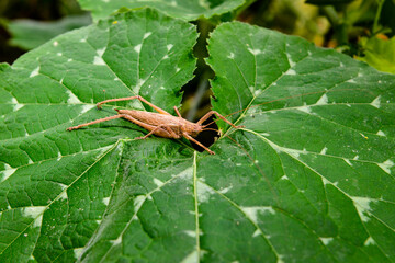 grasshopper on leaf, grasshopper in jerimum plantation, farmer's day
