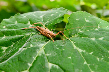 grasshopper on a leaf, grasshopper in jerimum plantation, farmer's day