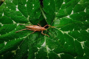 grasshopper on leaf seen from above, grasshopper in jerimum plantation, farmer's day