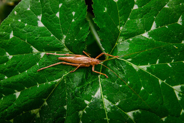 grasshopper on leaf seen from above, farmer's day, grasshopper in jerimum plantation