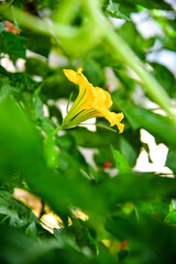  yellow flower, flower, punpkin flower,  spring week, spring,springtime, mayflower, cowslip, primrose, botany, Cucurbita pepo, Cucurbita moschata