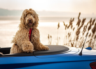 Happy Golden Labradoodle sitting up in a convertible