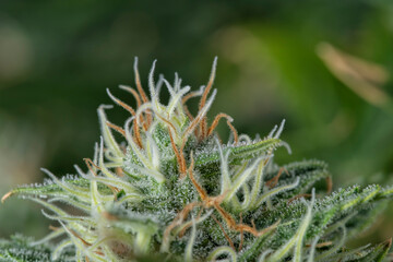 Naklejka na ściany i meble Macro detail of a bud of a Big Bud cannabis plant