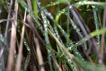 Hierba con rocío