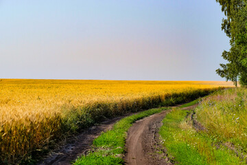 Landscape with the image of the yellow field