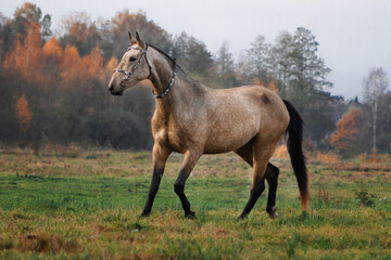 Fototapeta premium Akhal Teke buckskin horse in traditional oriental bridle trotting in the autumn field near yellow colored woods.