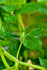 green plant, pumpkin plantation, wallpaper, edible flower