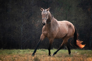 Fototapeta premium Akhal Teke buckskin horse in traditional oriental bridle trotting in the autumn field near yellow colored woods.