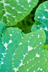 green leaves background, pumpkin green leaves background, pumpkin plantation, view from above, pumpkin leaves, detailed nature texture, botany, top view
