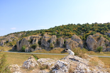 cute street dog in the mountain landscape with some of the oldest limestone rock formations in Europe, in Dobrogea Gorges (Cheile Dobrogei), Romania